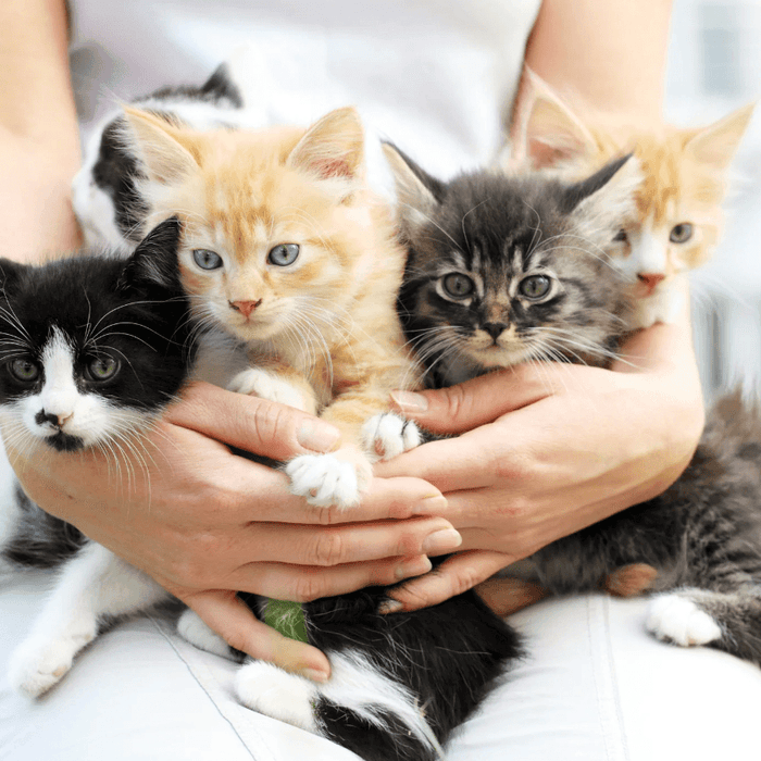 Kitten Care 101: A Comprehensive Guide for Happy, Healthy Feline Companions