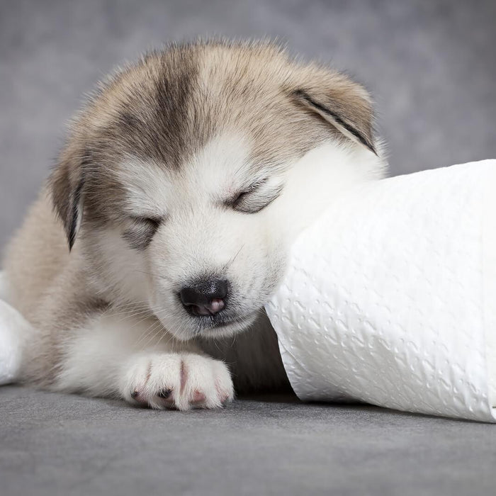 Mastering Puppy Training Pads Guide