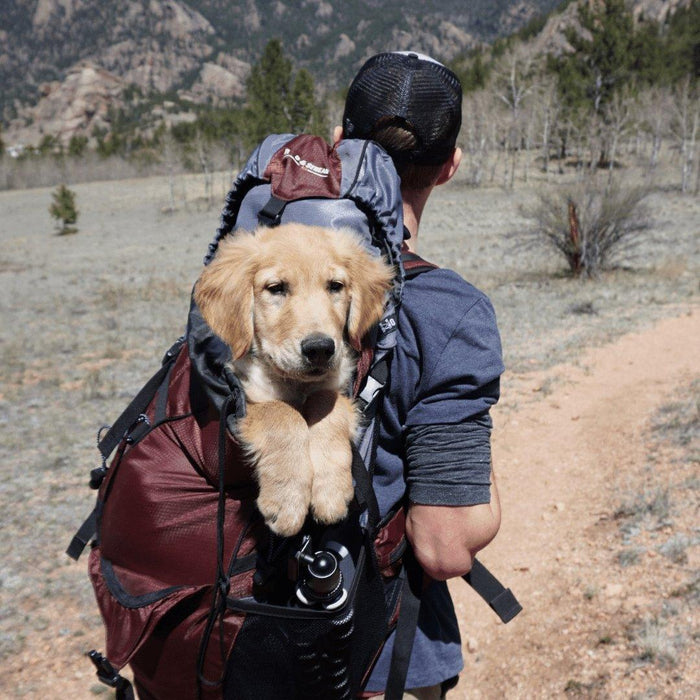 9 Tips For Travelling With Your Dog - petpawz.com.au