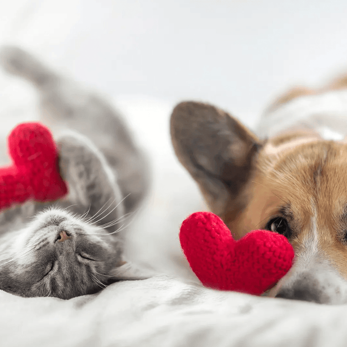 Pawsitively in Love: Celebrating Valentine's Day with Your Furry Friends