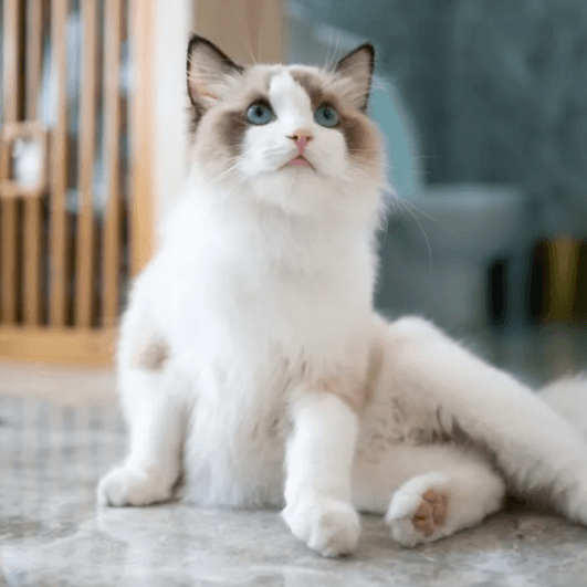 Caring for Your Ragdoll Companion