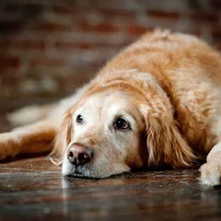 Aging Gracefully: Nurturing Our Furry Companions in Their Golden Years