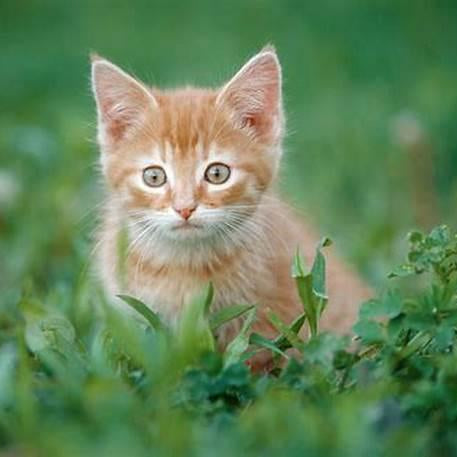 Safeguarding Your Feline Companion: Protecting Your Cat from Parasites