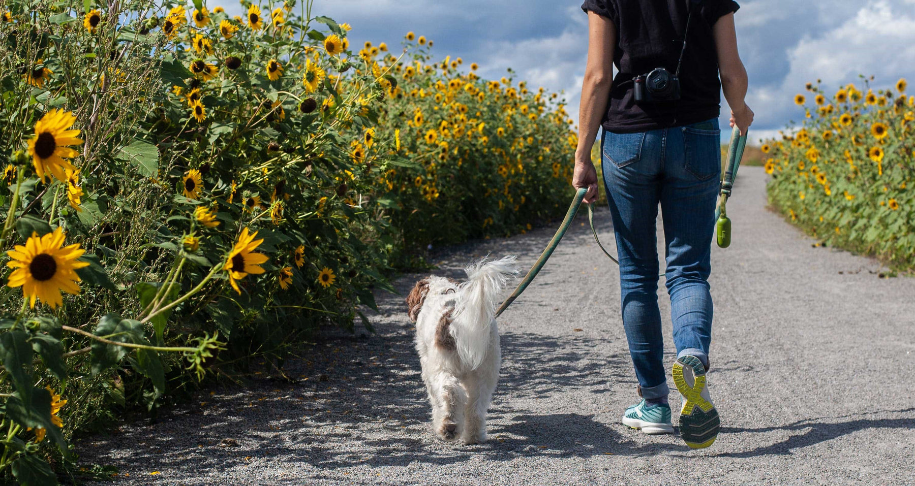 The Perfect Walk: How Often Should I Be Walking My Dog?