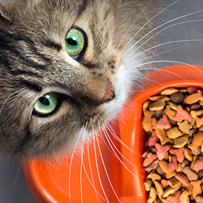 How to Choose a Quality Food for Your Cat