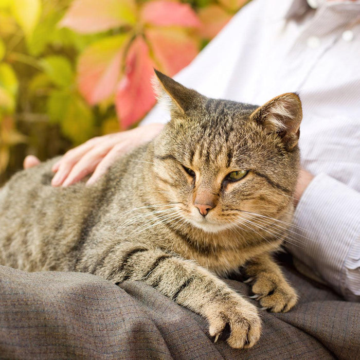 Whiskers in Time: Navigating the Journey of Feline Longevity and Aged Care