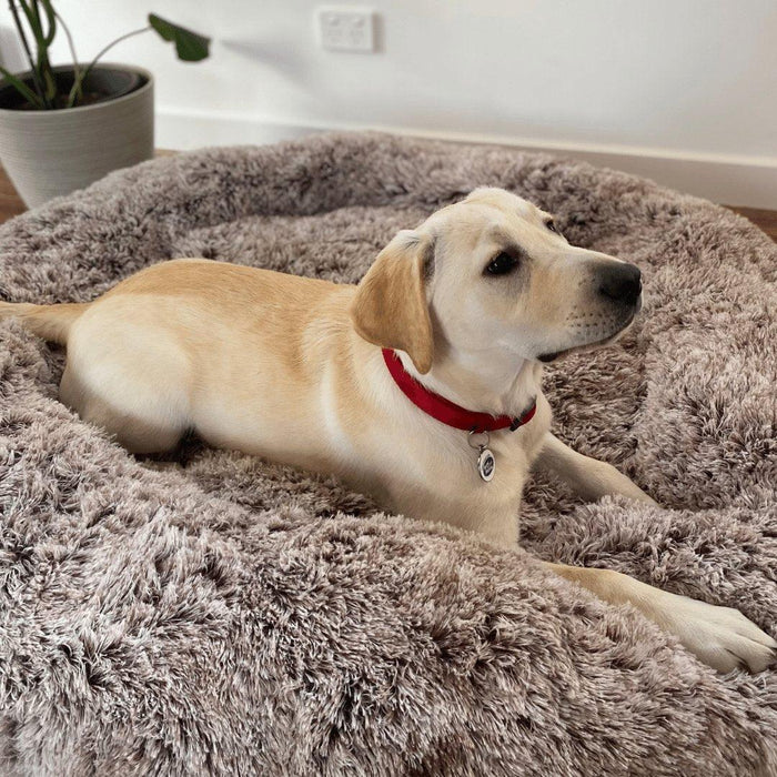 The Dog Bed Everyone Else Is Buying - petpawz.com.au