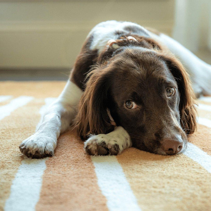 Top ten signs your dog is stressed and how to help - petpawz.com.au