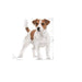 Royal Canin Mini Adult Pouch | 12x85g - petpawz.com.au