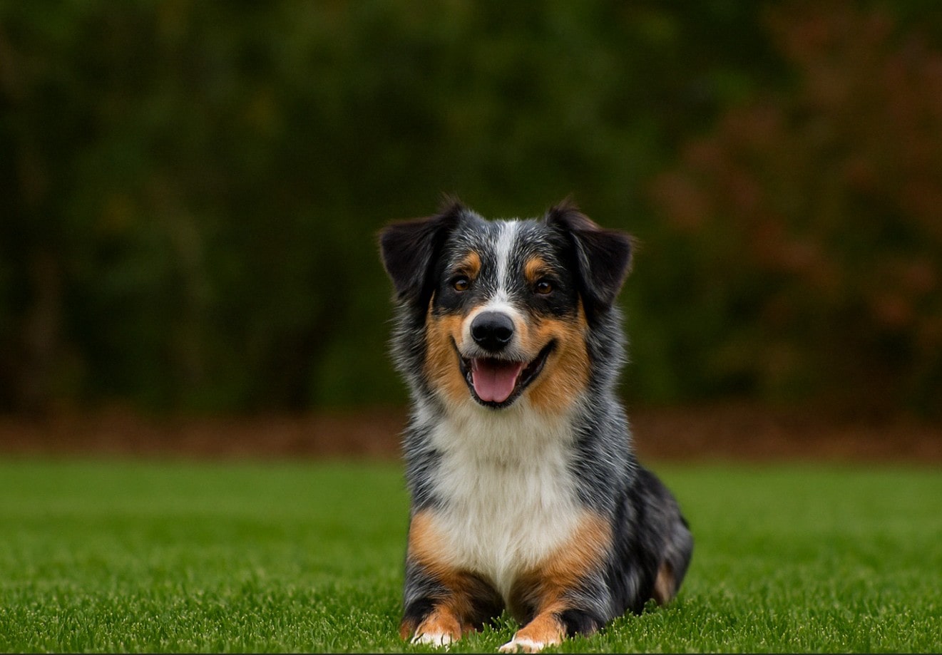 Mini Aussie Shepherd