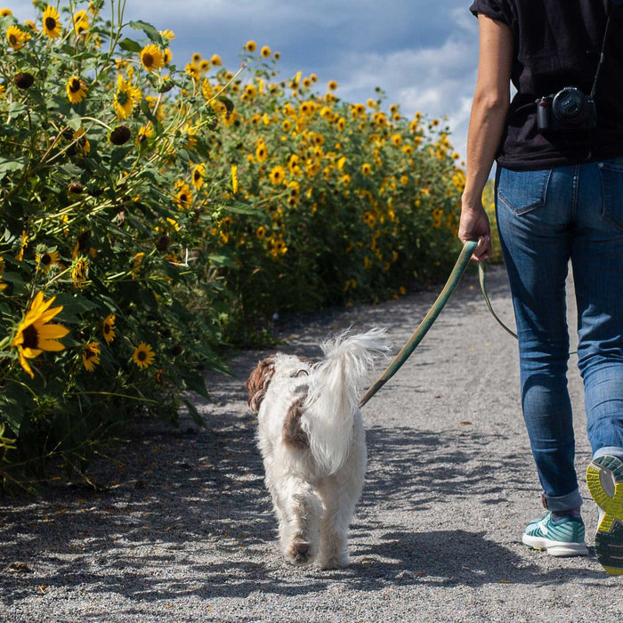 The Perfect Walk: How Often Should I Be Walking My Dog?