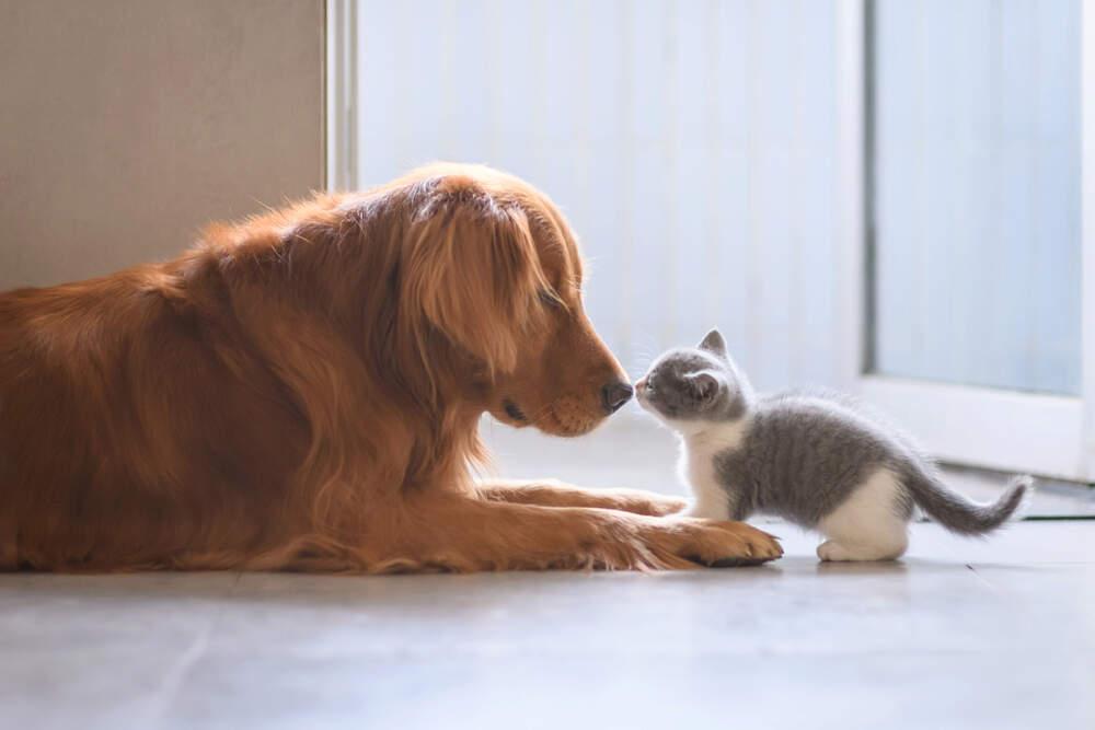 A Guide to Introducing a Kitten to Your Cat or Dog