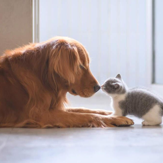 A Guide to Introducing a Kitten to Your Cat or Dog