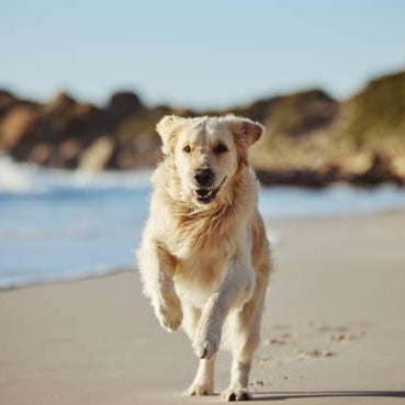 Summer Travel with Your Dog on the Mornington Peninsula