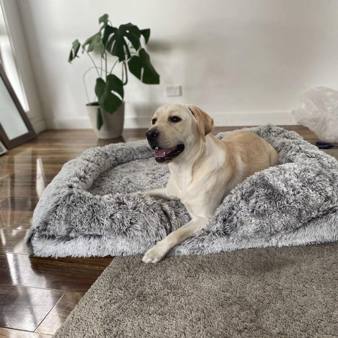 Dog on the Orthopaedic Dog Beds 