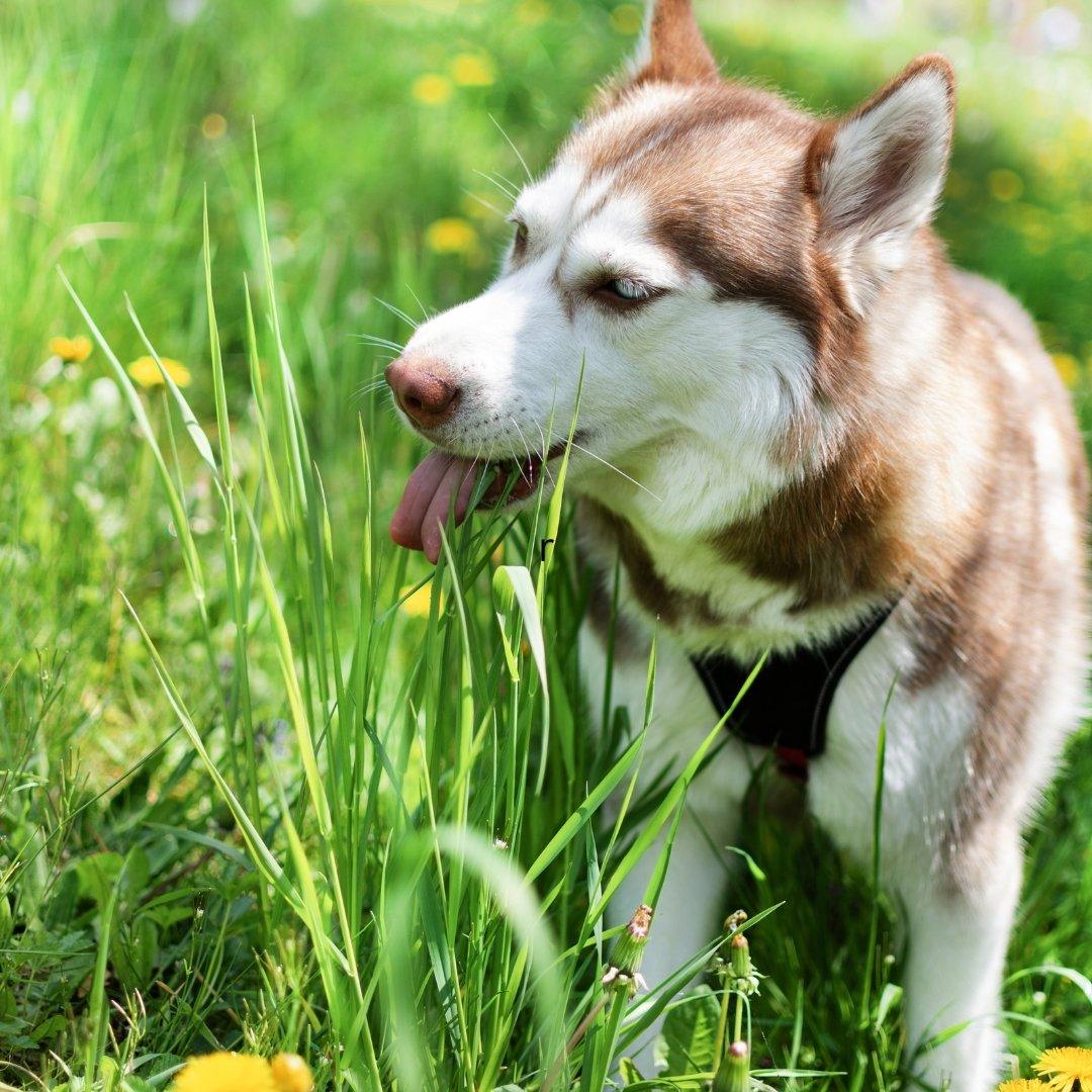 why-do-dogs-eat-grass-remedies-and-preventions-petpawz-au