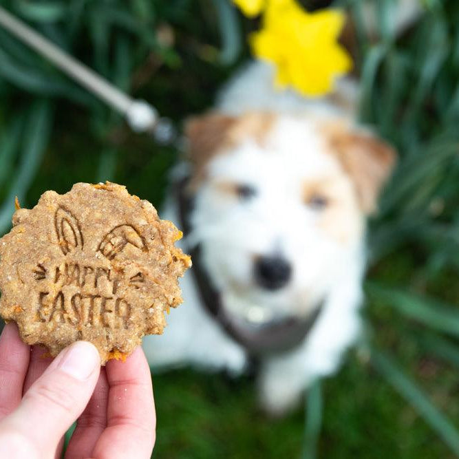 Spoil Your Pup This Easter with Irresistible Treats and Chocolate Safety Tips