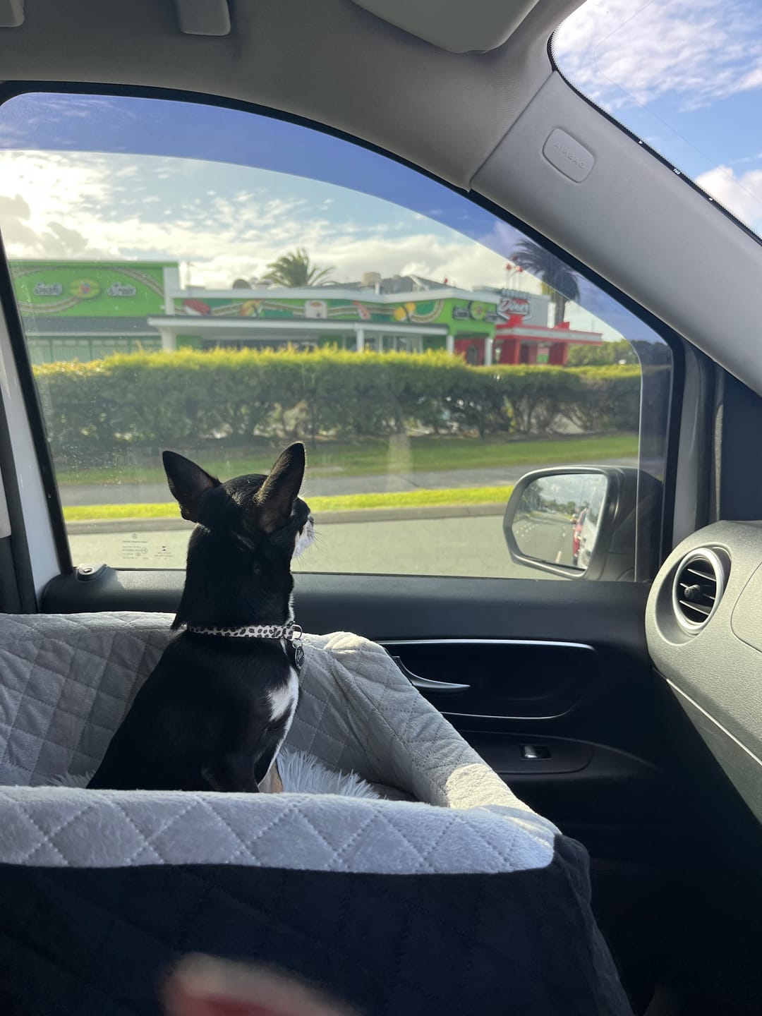 Pet Outdoor Essentials Sale