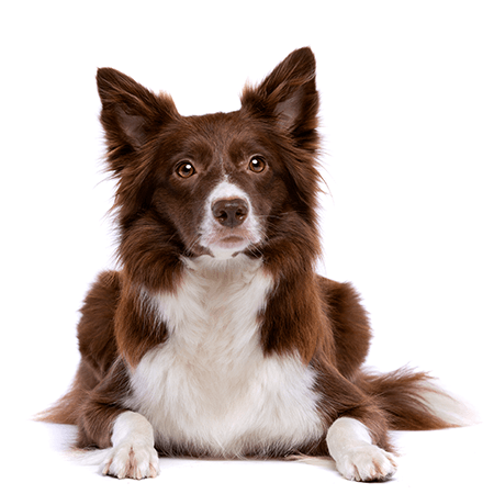 Shop Dog Free Shipping PaWz Australia petpawz