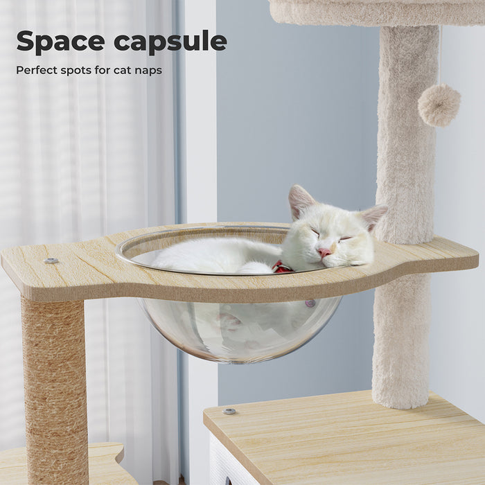 Cat on modern cat tree furniture​