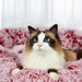 Cat on the PaWz Premium Calming Pet Bed 