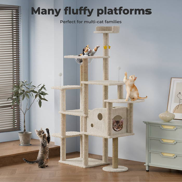 Cats playing near Wooden cat tree