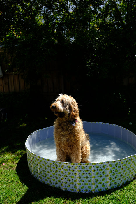 PaWz Pet Portable Outdoor Swimming Pool and Bath Tub