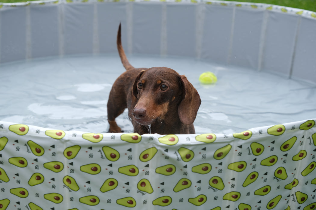 PaWz Pet Portable Outdoor Swimming Pool and Bath Tub