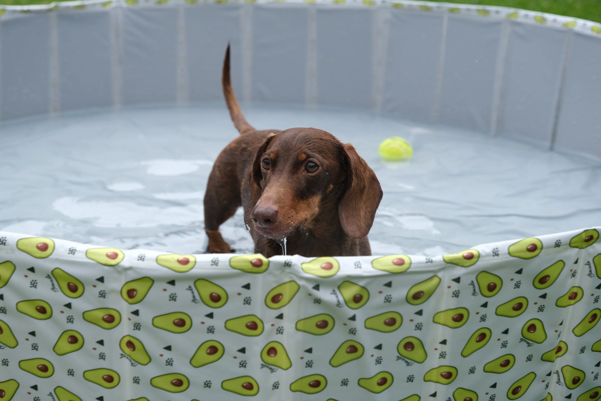 Pet Portable Outdoor Swimming Pool PT1167