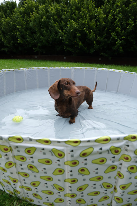 PaWz Pet Portable Outdoor Swimming Pool and Bath Tub