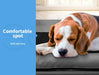 Dog comfortably relaxing on the Pawz raised dog bed