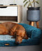Dog on Premium Pet Sofa Bed 