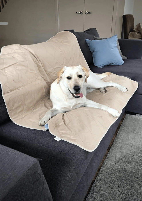 Dog on conch on PaWz Washable Pee Pads
