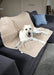 Dog on conch on PaWz Washable Pee Pads