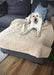 Dog on sofa on PaWz Washable Pee Pads