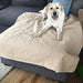 Dog on sofa on PaWz Washable Pee Pads