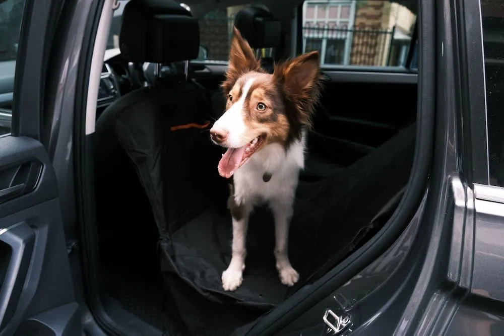 Dog on pawz-waterproof dog car seat covers in car