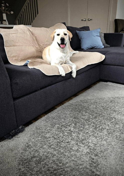 Dog on sofa on PaWz Washable Pee Pads