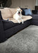 Dog on sofa on PaWz Washable Pee Pads