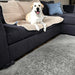Dog on sofa on PaWz Washable Pee Pads