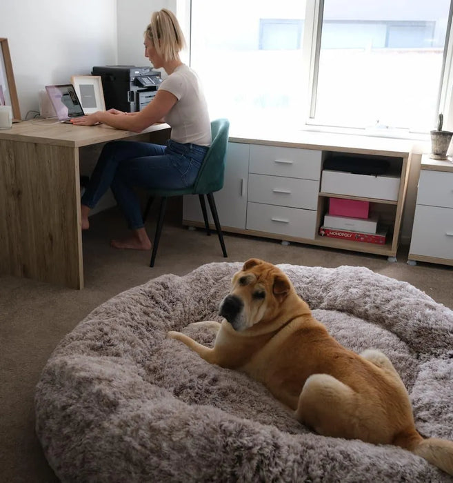 Dog on The Human Size Nap Bed 
