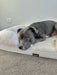 Dog relaxing on the white boucle dog bed