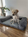 Dog sitting PaWz Premium dog Sofa Bed