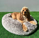 Dog sitting on PaWz Removable Cover Calming Pet Bed 