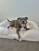 Dog sitting on the white boucle dog bed