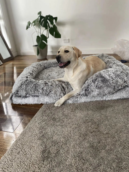 Labrador Sitting on a Grey Orthopaedic Pet Bed