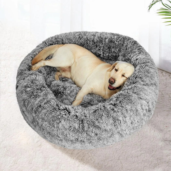 Large Dog on the PaWz Premium Calming Pet Bed