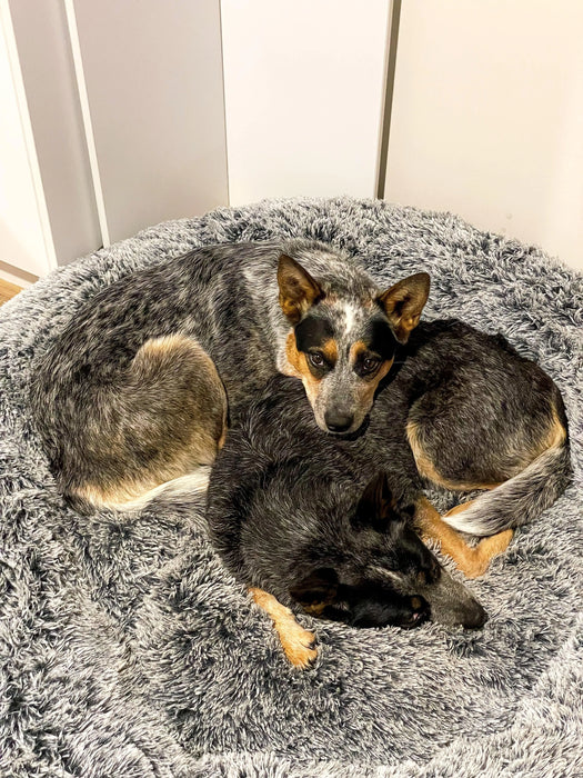 Large two Dog Relaxing on a Soft Round Calming Pet Bed