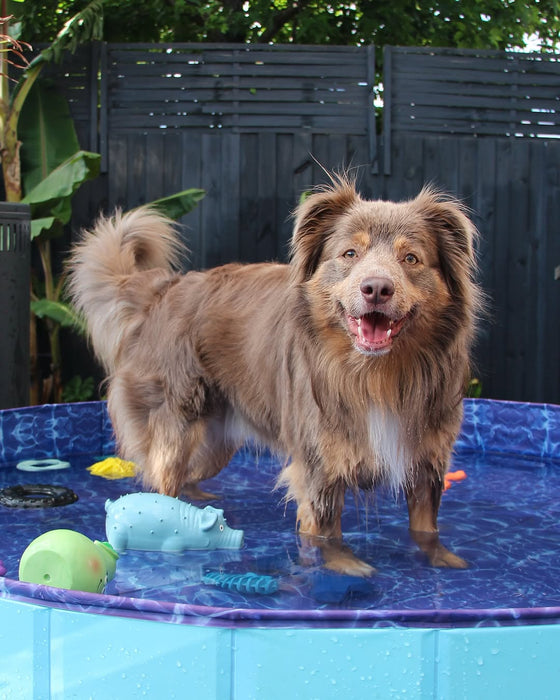 Portable Pet Swimming Pool and Bath Tub