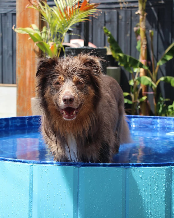 Portable Pet Swimming Pool and Bath Tub